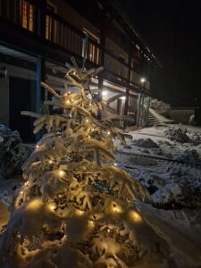 ein beschneites Nadelbäumchen vor den Ferienwohnungen Weißflog "Haus Luchsbachtal"